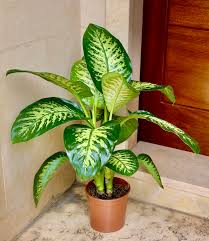 Dieffenbachia Plant